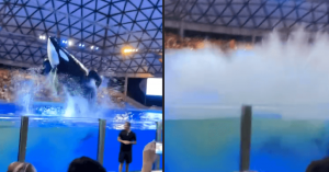 Dozens of SeaWorld Guests Sprayed With Fecal Matter During Live Event