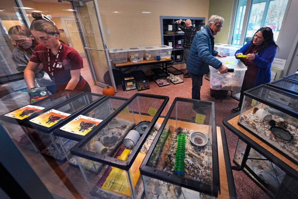 Staff and volunteers attend to surrendered pet mice at the New Hampshire SPCA.