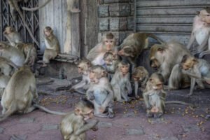 Chaos Unleashed: Monkey Mob Attacks Police Station in Thailand