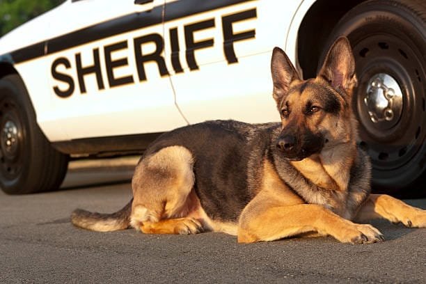 A police cruiser with a drug-sniffing K-9 working during a training session